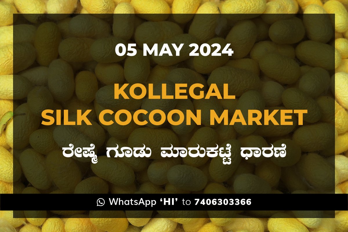 Kollegal Silk Cocoon Market Price Rate ಕೊಳ್ಳೇಗಾಲ ರೇಷ್ಮೆ ಗೂಡು ಮಾರುಕಟ್ಟೆ ಧಾರಣೆ