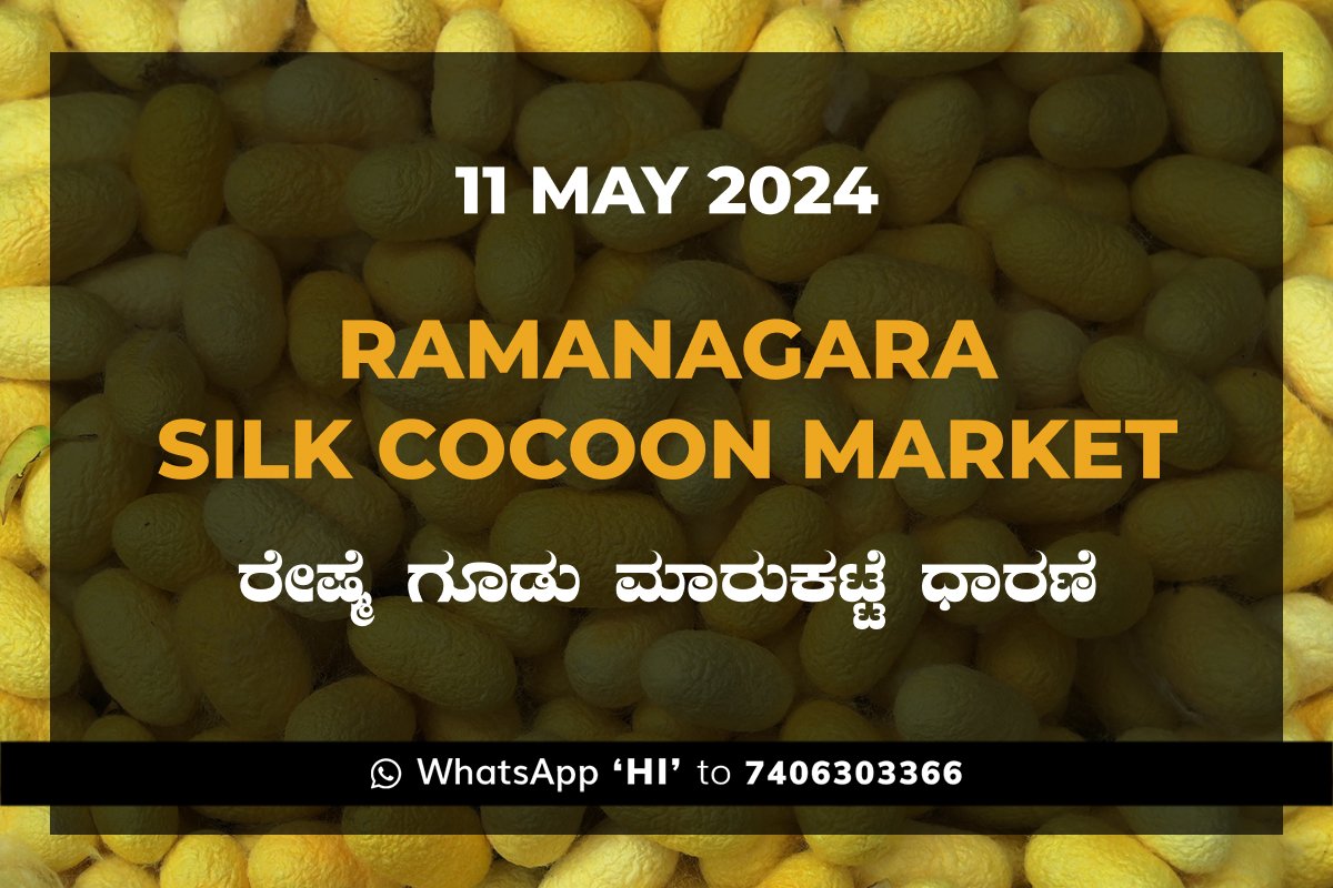 11May24K1j Ramanagara Silk Cocoon Market ರಾಮನಗರ ರೇಷ್ಮೆ ಗೂಡು ಮಾರುಕಟ್ಟೆ ಧಾರಣೆ