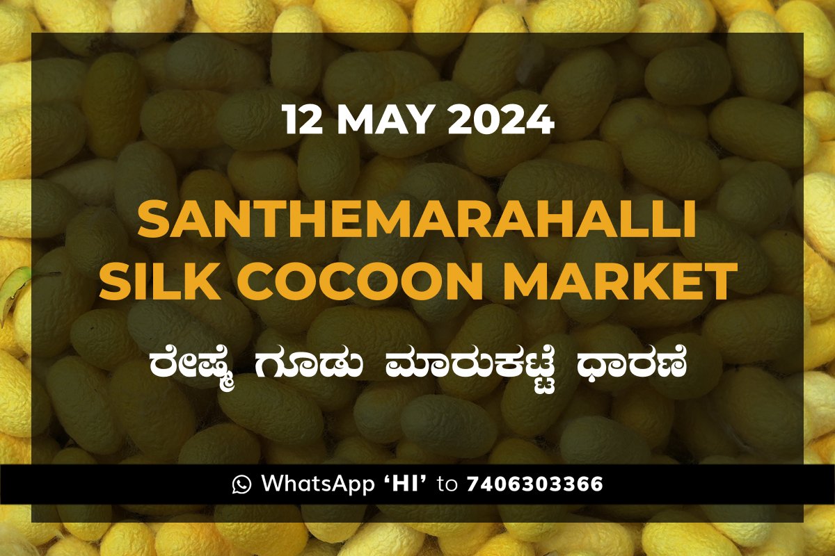 12May24Kb Silk Santhemarahalli Santemarahalli Government Cocoon Market ಸಂತೇಮರಹಳ್ಳಿ ರೇಷ್ಮೆ ಗೂಡು ಮಾರುಕಟ್ಟೆ ಧಾರಣೆ