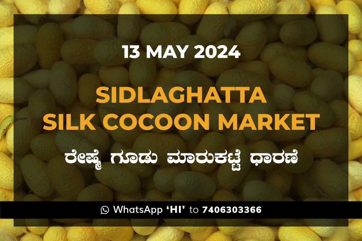 13May24Ki Sidlaghatta Silk Cocoon Market Price Rate ಶಿಡ್ಲಘಟ್ಟ ರೇಷ್ಮೆ ಗೂಡು ಮಾರುಕಟ್ಟೆ ಧಾರಣೆ