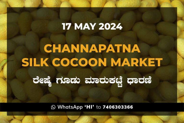 Channapatna Silk Cocoon Market Price Rate ಚನ್ನಪಟ್ಟಣ ರೇಷ್ಮೆ ಗೂಡು ಮಾರುಕಟ್ಟೆ ಧಾರಣೆ