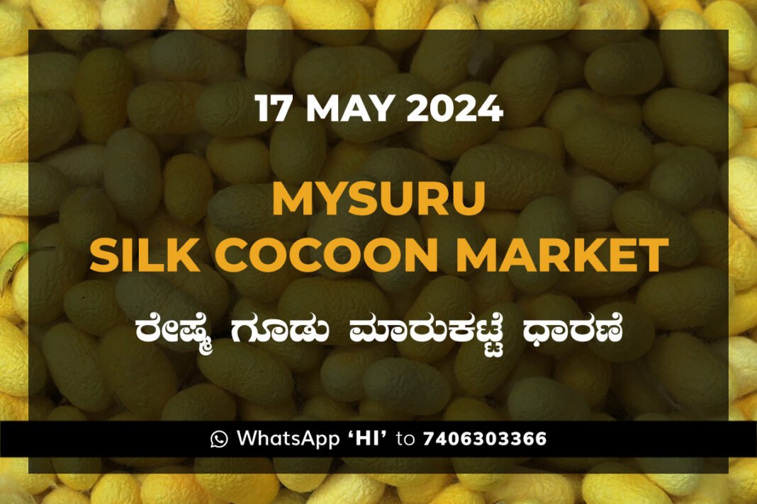 Mysuru Mysore Silk Cocoon Market Price Rate ಮೈಸೂರು ರೇಷ್ಮೆ ಗೂಡು ಮಾರುಕಟ್ಟೆ ಧಾರಣೆ