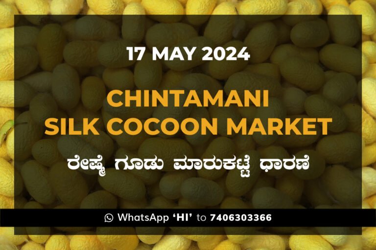 Chintamani Silk Cocoon Market ಚಿಂತಾಮಣಿ ರೇಷ್ಮೆ ಗೂಡು ಮಾರುಕಟ್ಟೆ ಧಾರಣೆ