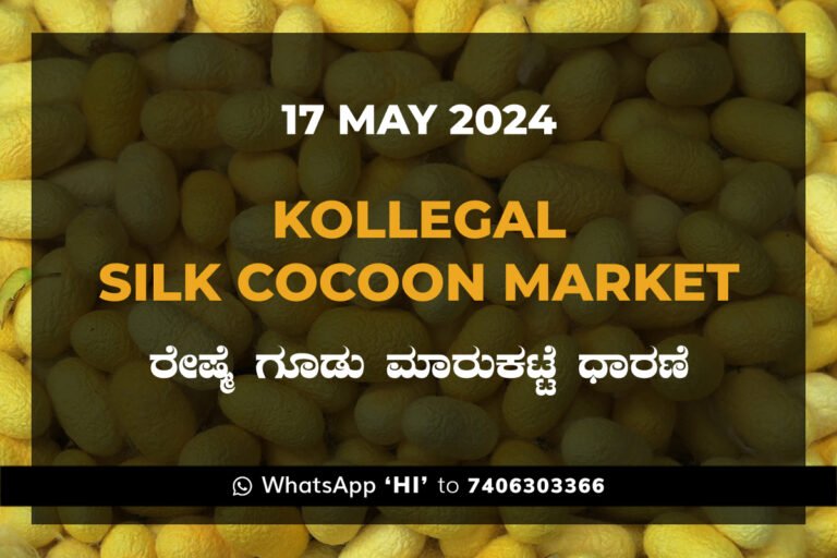 Kollegal Silk Cocoon Market Price Rate ಕೊಳ್ಳೇಗಾಲ ರೇಷ್ಮೆ ಗೂಡು ಮಾರುಕಟ್ಟೆ ಧಾರಣೆ