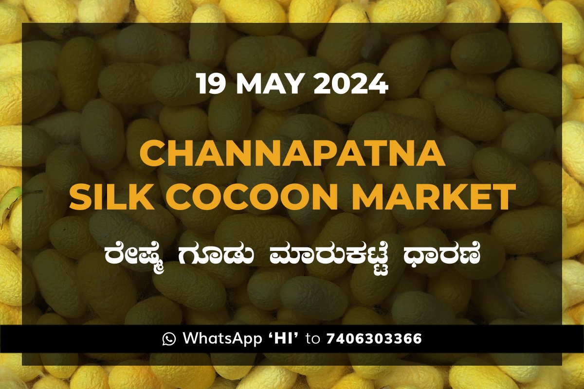 19May24Ka Channapatna Silk Cocoon Market Price Rate ಚನ್ನಪಟ್ಟಣ ರೇಷ್ಮೆ ಗೂಡು ಮಾರುಕಟ್ಟೆ ಧಾರಣೆ