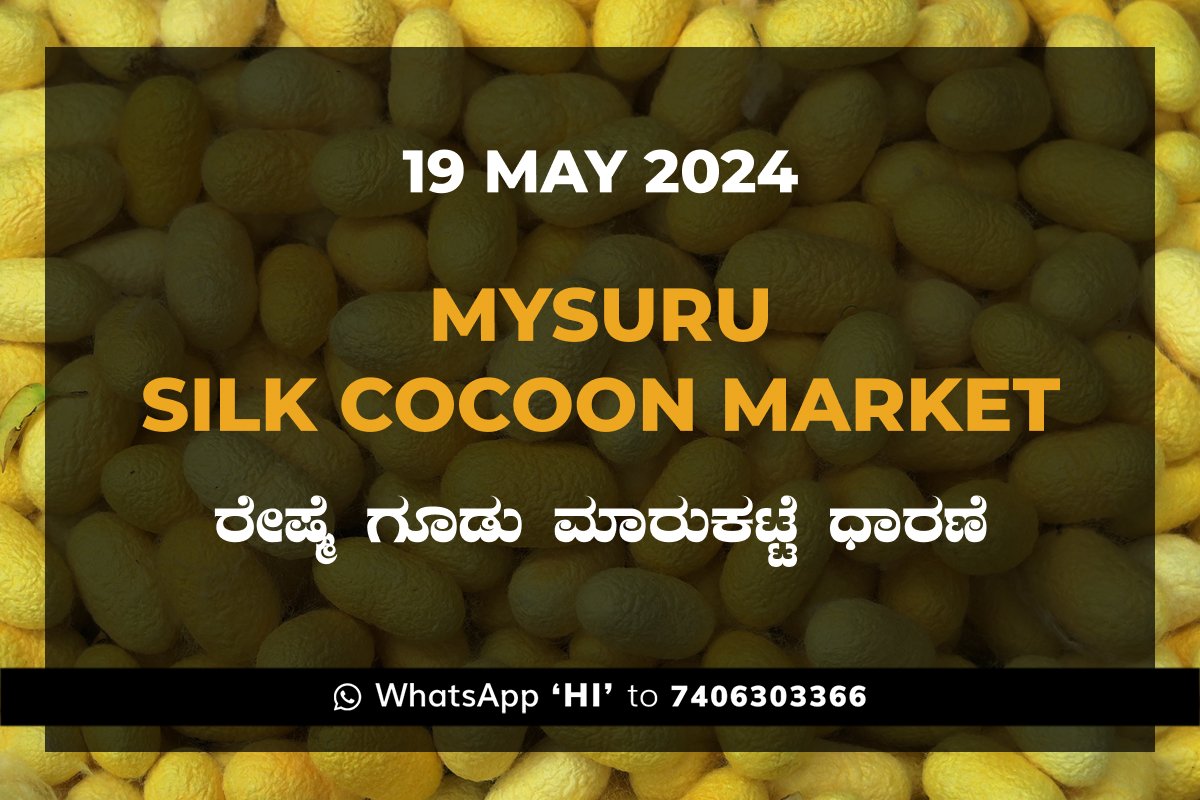 19May24Kc Mysuru Mysore Silk Cocoon Market Price Rate ಮೈಸೂರು ರೇಷ್ಮೆ ಗೂಡು ಮಾರುಕಟ್ಟೆ ಧಾರಣೆ