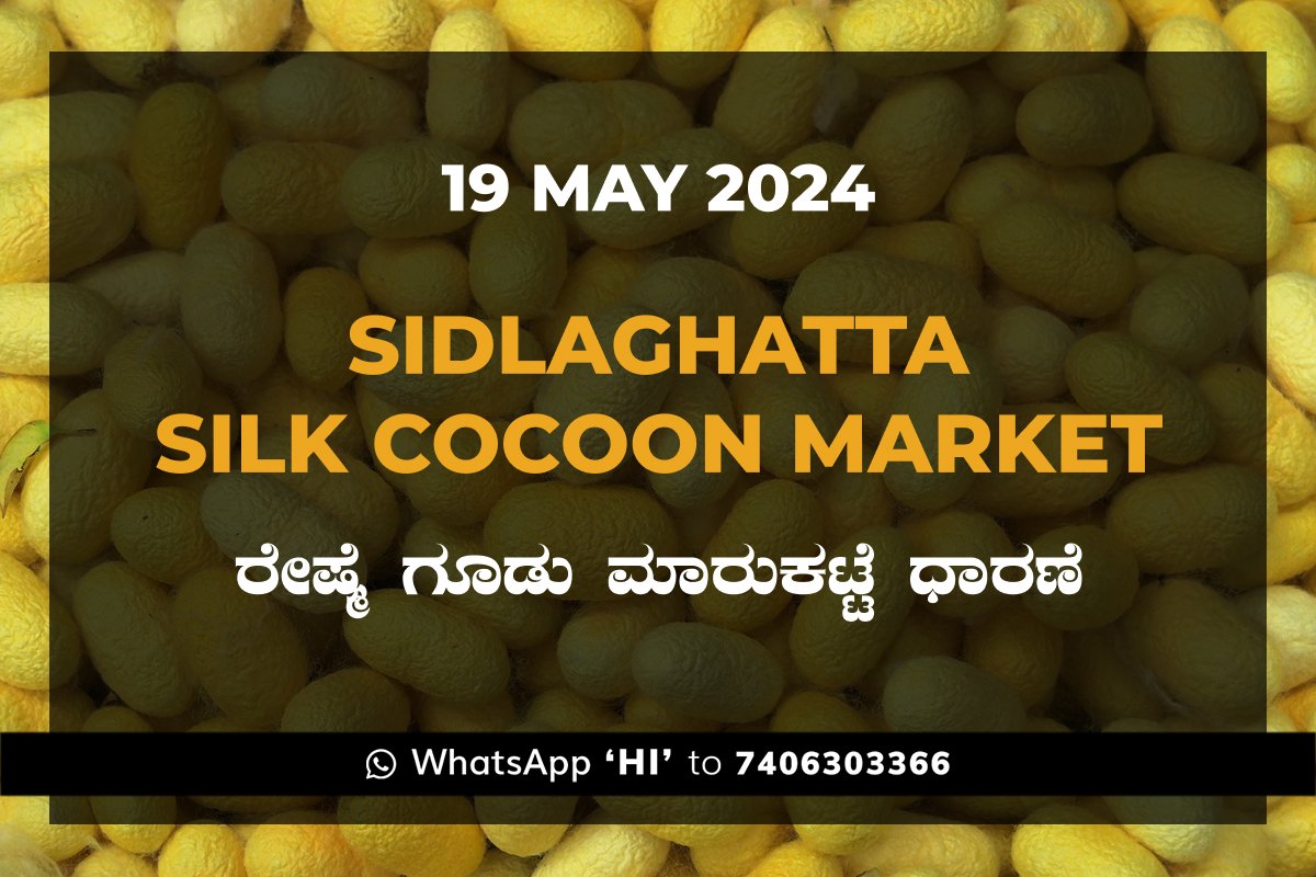 19May24Ki Sidlaghatta Silk Cocoon Market Price Rate ಶಿಡ್ಲಘಟ್ಟ ರೇಷ್ಮೆ ಗೂಡು ಮಾರುಕಟ್ಟೆ ಧಾರಣೆ