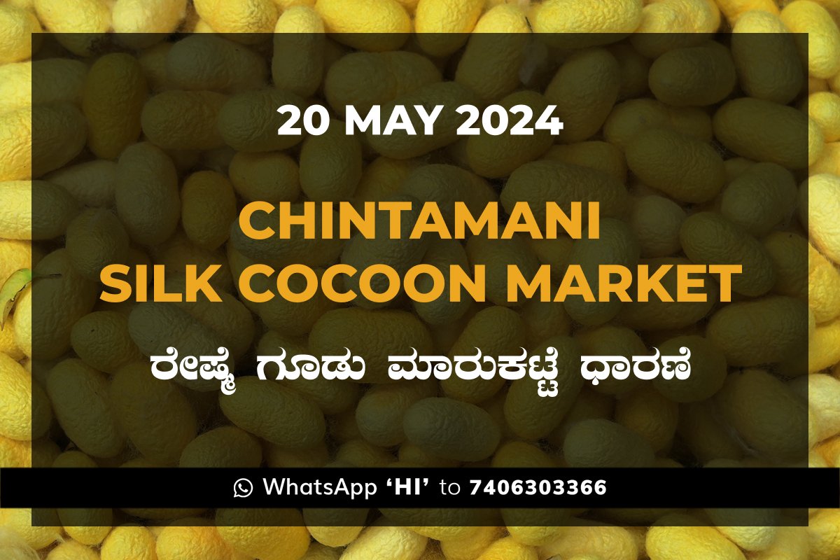 20May24Ke Chintamani Silk Cocoon Market ಚಿಂತಾಮಣಿ ರೇಷ್ಮೆ ಗೂಡು ಮಾರುಕಟ್ಟೆ ಧಾರಣೆ