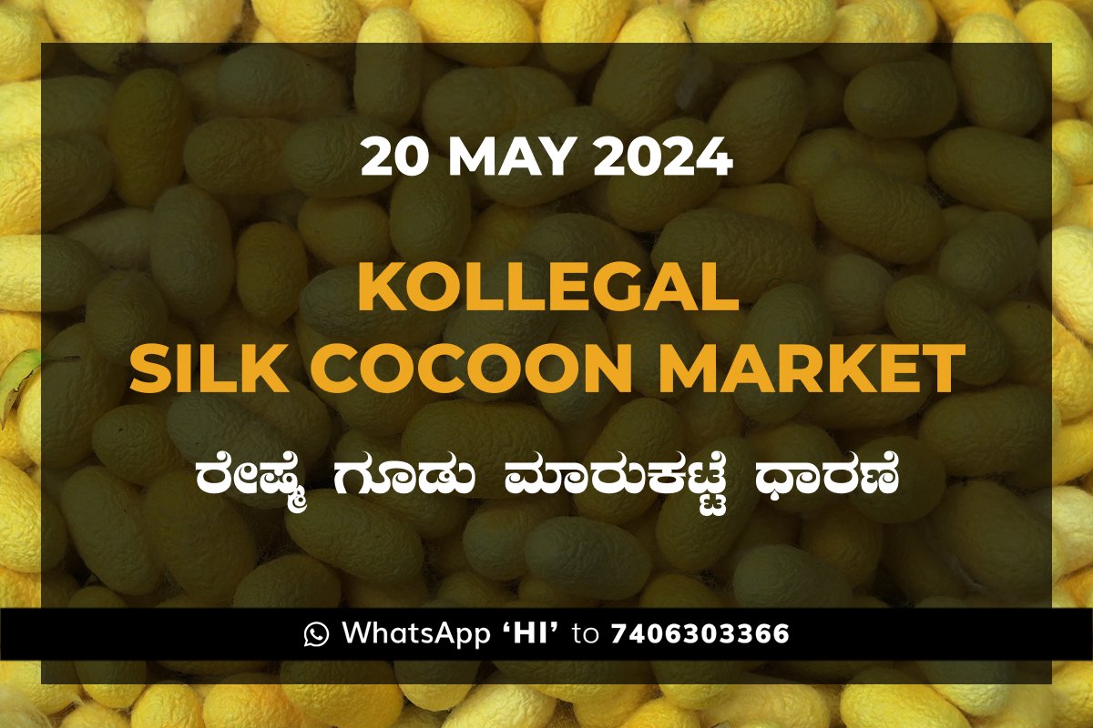 20May24Kh Kollegal Silk Cocoon Market Price Rate ಕೊಳ್ಳೇಗಾಲ ರೇಷ್ಮೆ ಗೂಡು ಮಾರುಕಟ್ಟೆ ಧಾರಣೆ