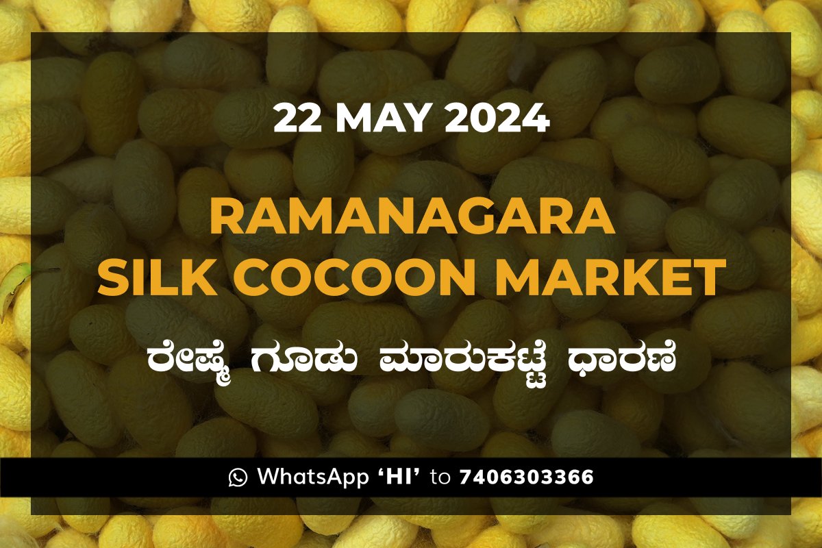 22May24Kj Ramanagara Silk Cocoon Market ರಾಮನಗರ ರೇಷ್ಮೆ ಗೂಡು ಮಾರುಕಟ್ಟೆ ಧಾರಣೆ