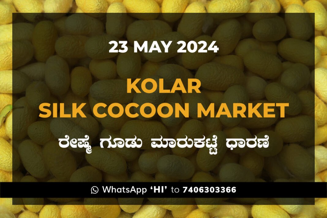 Kolar Silk Cocoon Market Price Rate ಕೋಲಾರ ರೇಷ್ಮೆ ಗೂಡು ಮಾರುಕಟ್ಟೆ ಧಾರಣೆ