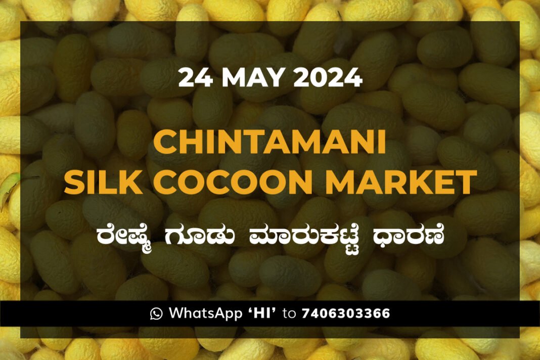 Chintamani Silk Cocoon Market ಚಿಂತಾಮಣಿ ರೇಷ್ಮೆ ಗೂಡು ಮಾರುಕಟ್ಟೆ ಧಾರಣೆ