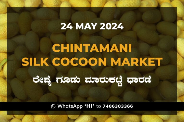 Chintamani Silk Cocoon Market ಚಿಂತಾಮಣಿ ರೇಷ್ಮೆ ಗೂಡು ಮಾರುಕಟ್ಟೆ ಧಾರಣೆ