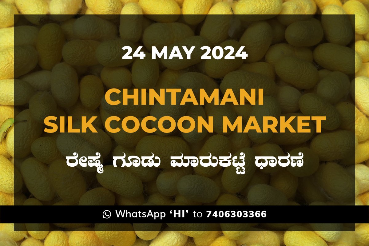 Chintamani Silk Cocoon Market ಚಿಂತಾಮಣಿ ರೇಷ್ಮೆ ಗೂಡು ಮಾರುಕಟ್ಟೆ ಧಾರಣೆ