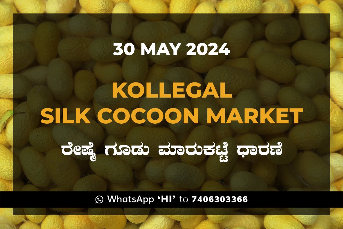 30May24Kh Kollegal Silk Cocoon Market Price Rate ಕೊಳ್ಳೇಗಾಲ ರೇಷ್ಮೆ ಗೂಡು ಮಾರುಕಟ್ಟೆ ಧಾರಣೆ