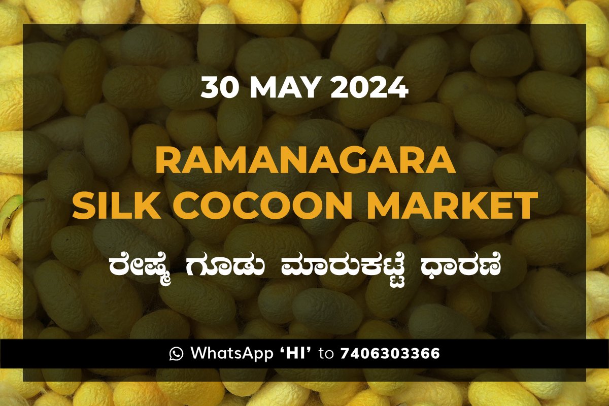 30May24Kj Ramanagara Silk Cocoon Market ರಾಮನಗರ ರೇಷ್ಮೆ ಗೂಡು ಮಾರುಕಟ್ಟೆ ಧಾರಣೆ