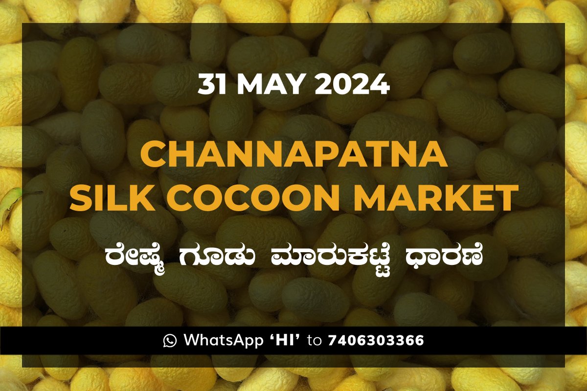 31May24Ka Channapatna Silk Cocoon Market Price Rate ಚನ್ನಪಟ್ಟಣ ರೇಷ್ಮೆ ಗೂಡು ಮಾರುಕಟ್ಟೆ ಧಾರಣೆ