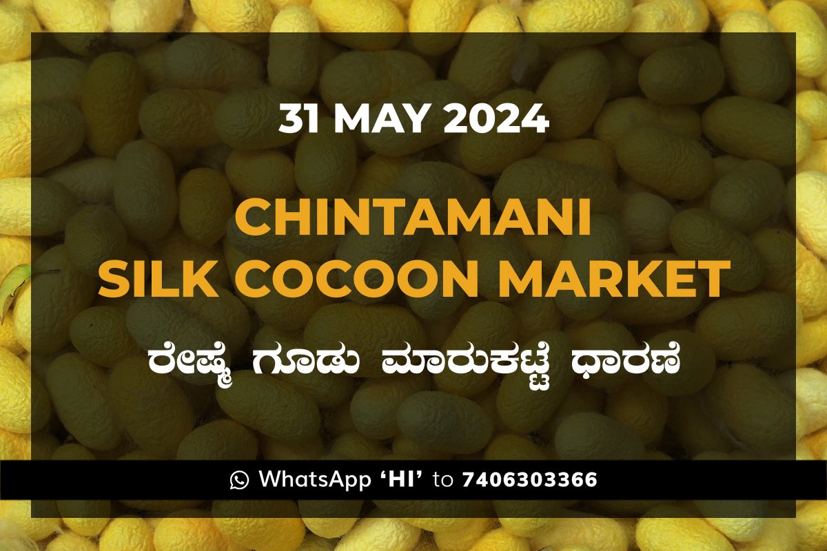 31May24Ke Chintamani Silk Cocoon Market ಚಿಂತಾಮಣಿ ರೇಷ್ಮೆ ಗೂಡು ಮಾರುಕಟ್ಟೆ ಧಾರಣೆ