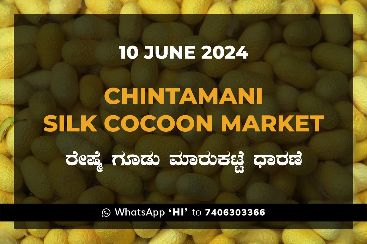 10Jun24ke Chintamani Silk Cocoon Market ಚಿಂತಾಮಣಿ ರೇಷ್ಮೆ ಗೂಡು ಮಾರುಕಟ್ಟೆ ಧಾರಣೆ