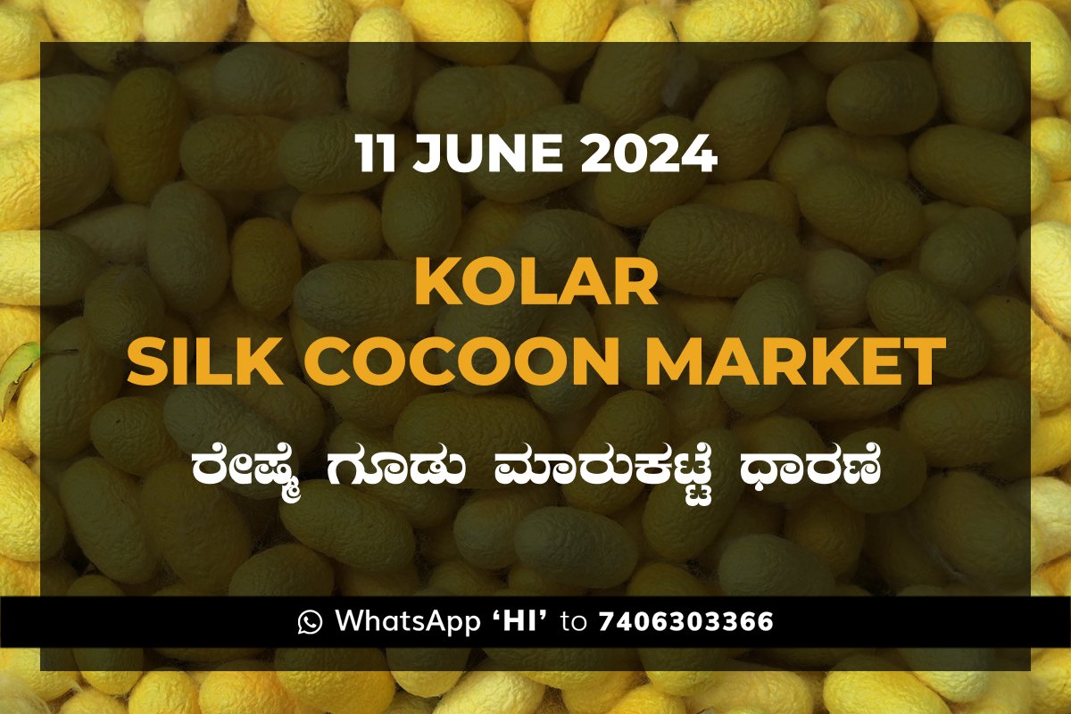 11Jun24kf Kolar Silk Cocoon Market Price Rate ಕೋಲಾರ ರೇಷ್ಮೆ ಗೂಡು ಮಾರುಕಟ್ಟೆ ಧಾರಣೆ