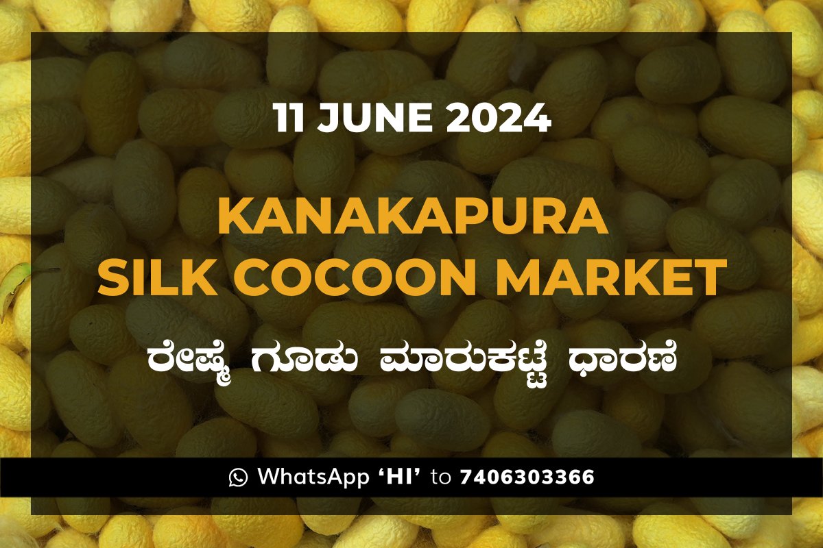 11Jun24kg Kanakapura Silk Cocoon Market ಕನಕಪುರ ರೇಷ್ಮೆ ಗೂಡು ಮಾರುಕಟ್ಟೆ ಧಾರಣೆ