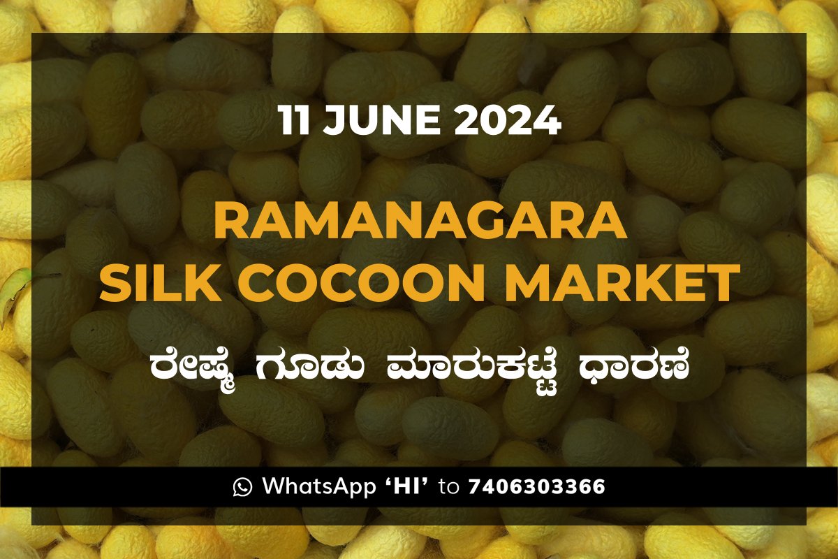 11Jun24kj Ramanagara Silk Cocoon Market ರಾಮನಗರ ರೇಷ್ಮೆ ಗೂಡು ಮಾರುಕಟ್ಟೆ ಧಾರಣೆ