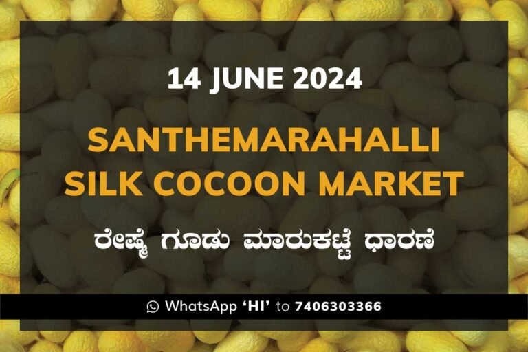 Silk Santhemarahalli Santemarahalli Government Cocoon Market ಸಂತೇಮರಹಳ್ಳಿ ರೇಷ್ಮೆ ಗೂಡು ಮಾರುಕಟ್ಟೆ ಧಾರಣೆ