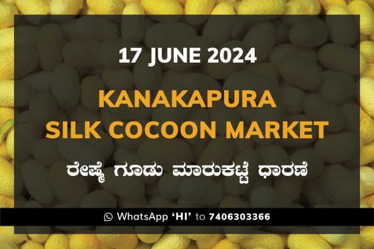 Kanakapura Silk Cocoon Market ಕನಕಪುರ ರೇಷ್ಮೆ ಗೂಡು ಮಾರುಕಟ್ಟೆ ಧಾರಣೆ
