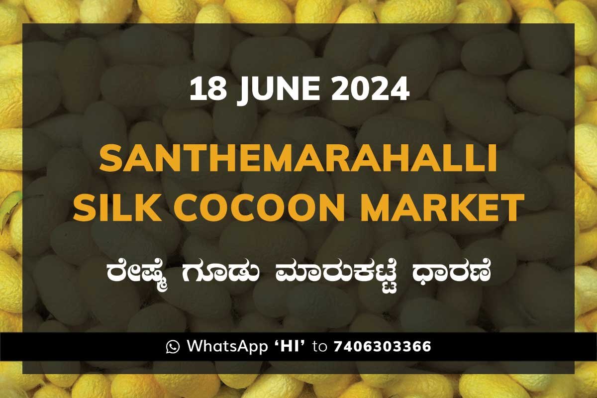 18Jun24kb Silk Santhemarahalli Santemarahalli Government Cocoon Market ಸಂತೇಮರಹಳ್ಳಿ ರೇಷ್ಮೆ ಗೂಡು ಮಾರುಕಟ್ಟೆ ಧಾರಣೆ
