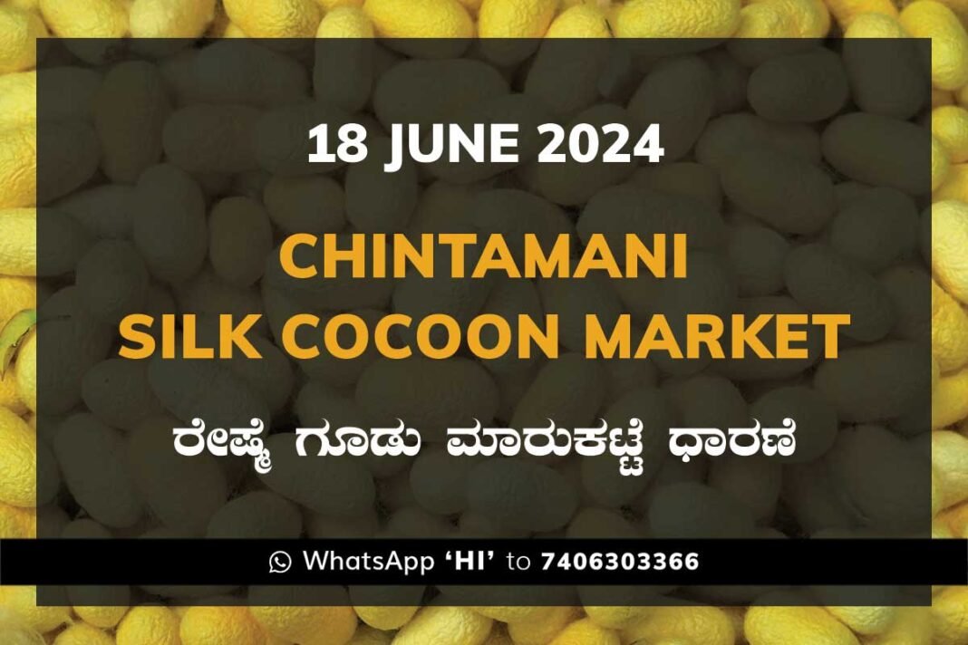 Chintamani Silk Cocoon Market ಚಿಂತಾಮಣಿ ರೇಷ್ಮೆ ಗೂಡು ಮಾರುಕಟ್ಟೆ ಧಾರಣೆ