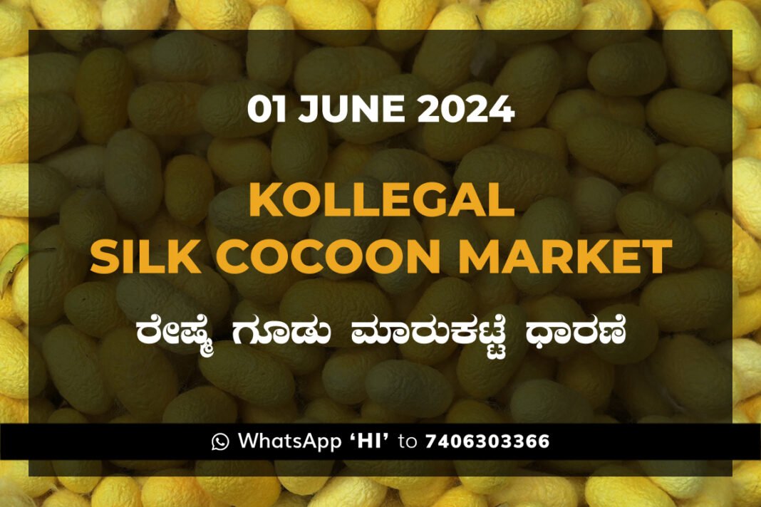 Kollegal Silk Cocoon Market Price Rate ಕೊಳ್ಳೇಗಾಲ ರೇಷ್ಮೆ ಗೂಡು ಮಾರುಕಟ್ಟೆ ಧಾರಣೆ