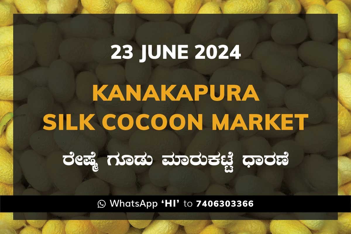 23Jun24kg Kanakapura Silk Cocoon Market ಕನಕಪುರ ರೇಷ್ಮೆ ಗೂಡು ಮಾರುಕಟ್ಟೆ ಧಾರಣೆ