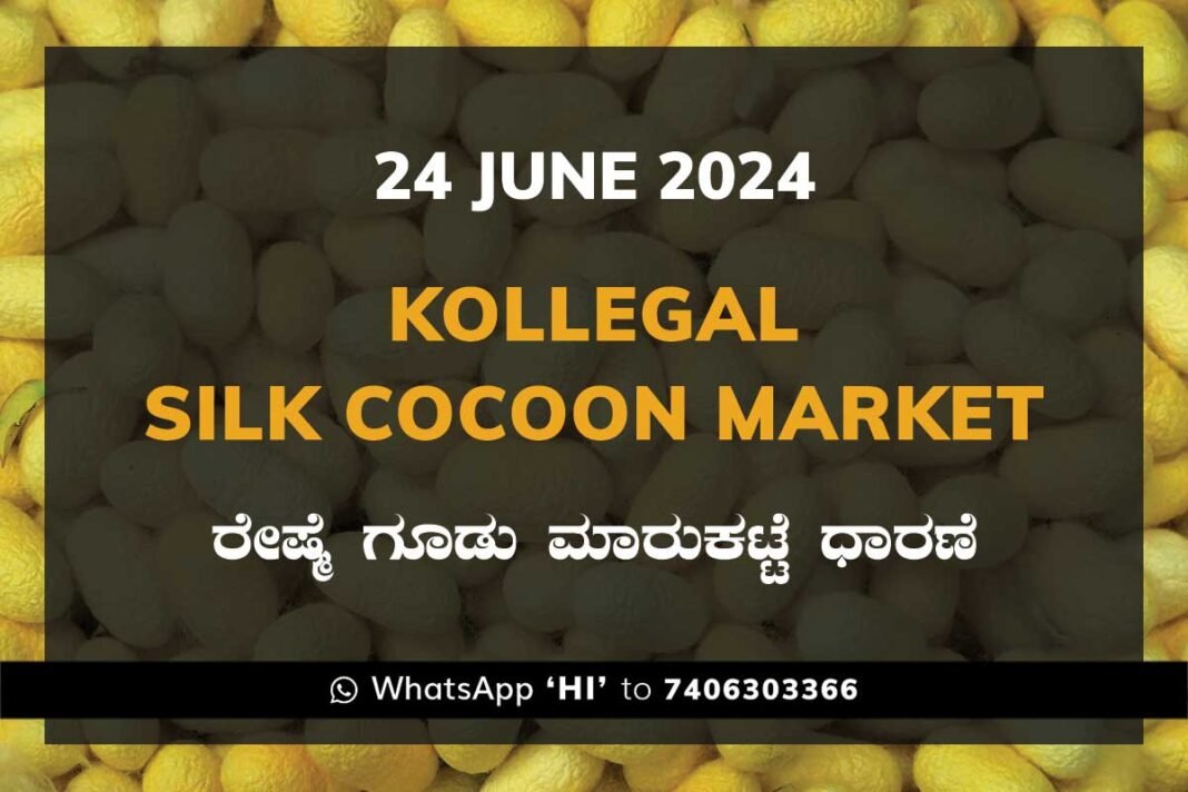 Kollegal Silk Cocoon Market Price Rate ಕೊಳ್ಳೇಗಾಲ ರೇಷ್ಮೆ ಗೂಡು ಮಾರುಕಟ್ಟೆ ಧಾರಣೆ