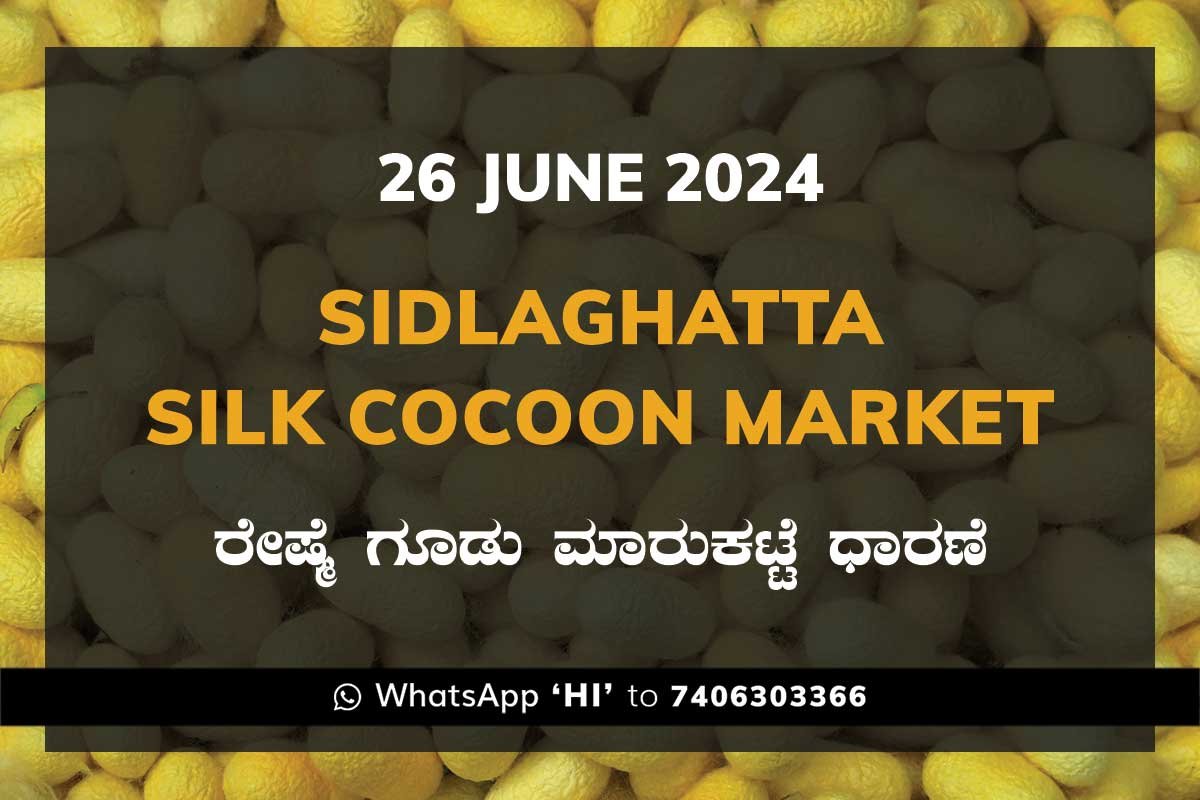 26Jun24Ki Sidlaghatta Silk Cocoon Market Price Rate ಶಿಡ್ಲಘಟ್ಟ ರೇಷ್ಮೆ ಗೂಡು ಮಾರುಕಟ್ಟೆ ಧಾರಣೆ