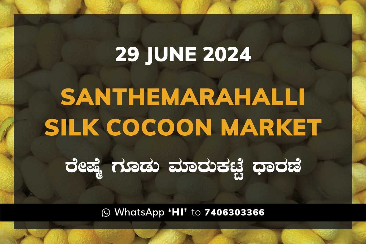 29Jun24Kb Silk Santhemarahalli Santemarahalli Government Cocoon Market ಸಂತೇಮರಹಳ್ಳಿ ರೇಷ್ಮೆ ಗೂಡು ಮಾರುಕಟ್ಟೆ ಧಾರಣೆ