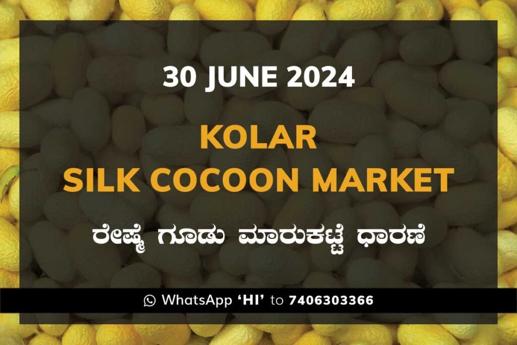 Kolar Silk Cocoon Market Price Rate ಕೋಲಾರ ರೇಷ್ಮೆ ಗೂಡು ಮಾರುಕಟ್ಟೆ ಧಾರಣೆ