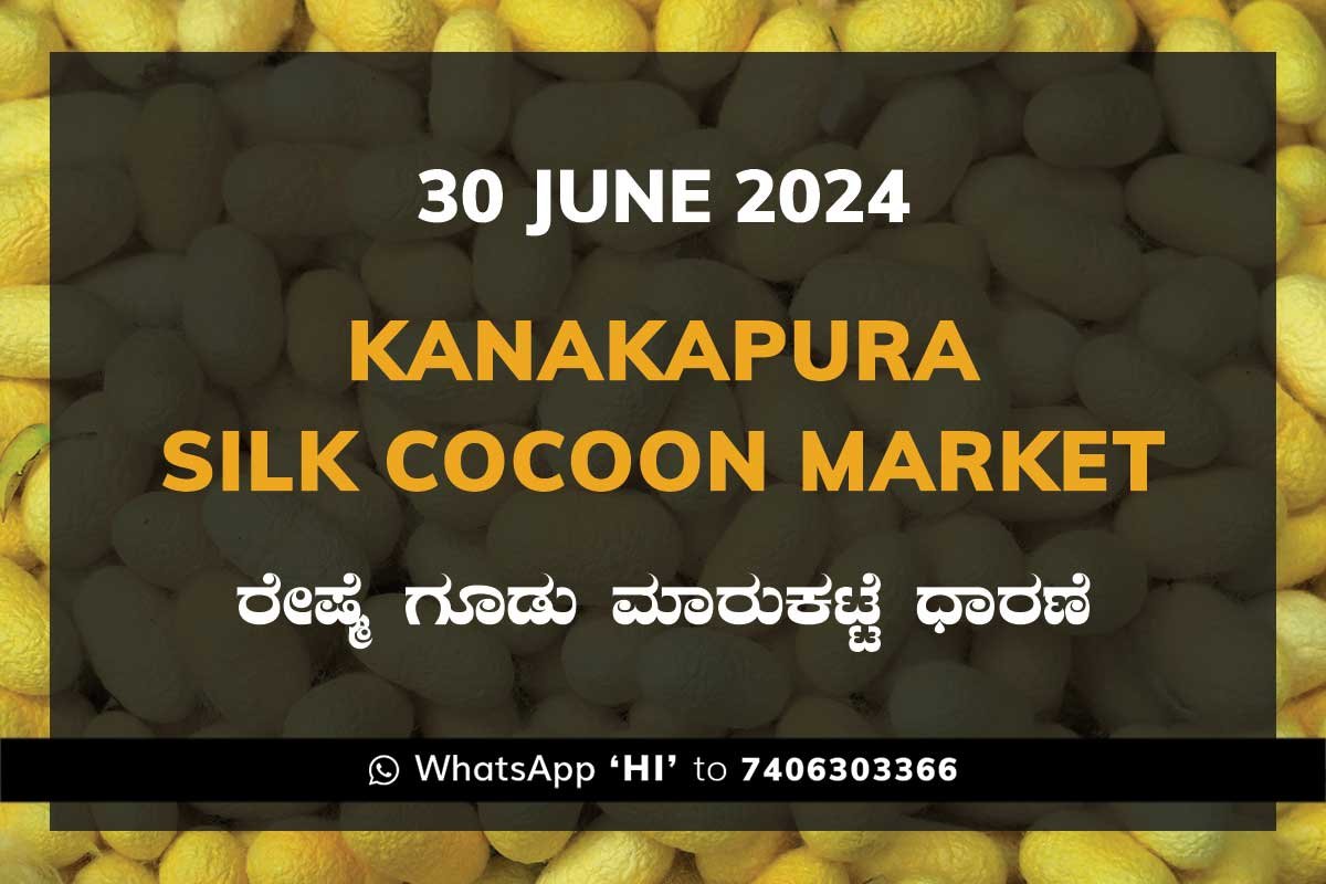 30Jun24Kg Kanakapura Silk Cocoon Market ಕನಕಪುರ ರೇಷ್ಮೆ ಗೂಡು ಮಾರುಕಟ್ಟೆ ಧಾರಣೆ
