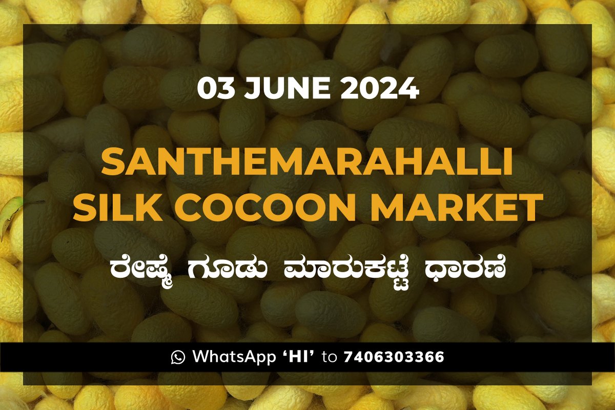 3Jun24kb Silk Santhemarahalli Santemarahalli Government Cocoon Market ಸಂತೇಮರಹಳ್ಳಿ ರೇಷ್ಮೆ ಗೂಡು ಮಾರುಕಟ್ಟೆ ಧಾರಣೆ