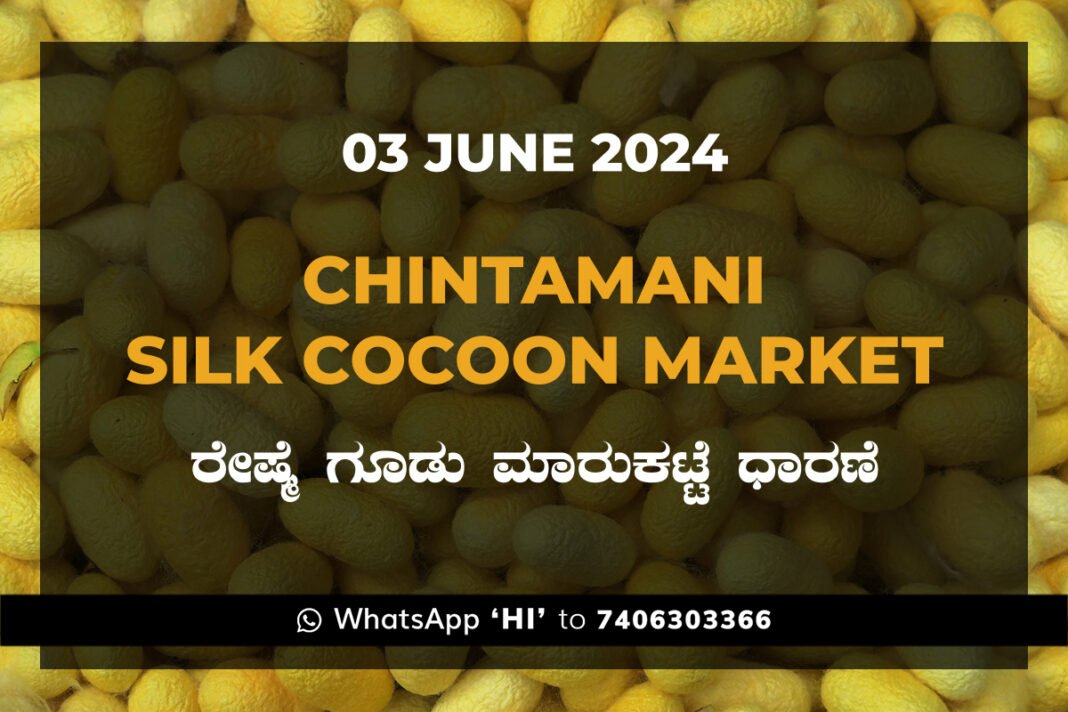 Chintamani Silk Cocoon Market ಚಿಂತಾಮಣಿ ರೇಷ್ಮೆ ಗೂಡು ಮಾರುಕಟ್ಟೆ ಧಾರಣೆ