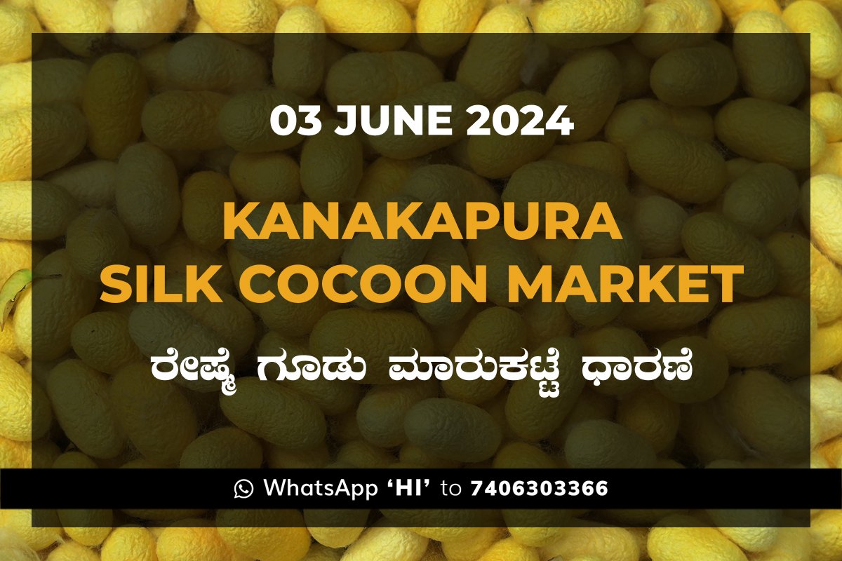 3Jun24kg Kanakapura Silk Cocoon Market ಕನಕಪುರ ರೇಷ್ಮೆ ಗೂಡು ಮಾರುಕಟ್ಟೆ ಧಾರಣೆ