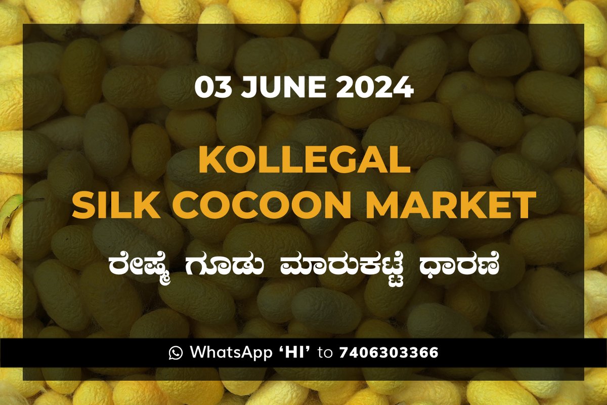 3Jun24kh Kollegal Silk Cocoon Market Price Rate ಕೊಳ್ಳೇಗಾಲ ರೇಷ್ಮೆ ಗೂಡು ಮಾರುಕಟ್ಟೆ ಧಾರಣೆ