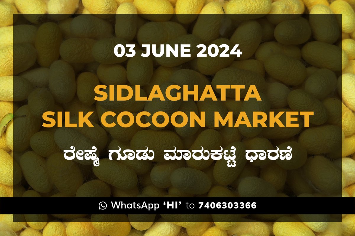 3Jun24ki Sidlaghatta Silk Cocoon Market Price Rate ಶಿಡ್ಲಘಟ್ಟ ರೇಷ್ಮೆ ಗೂಡು ಮಾರುಕಟ್ಟೆ ಧಾರಣೆ