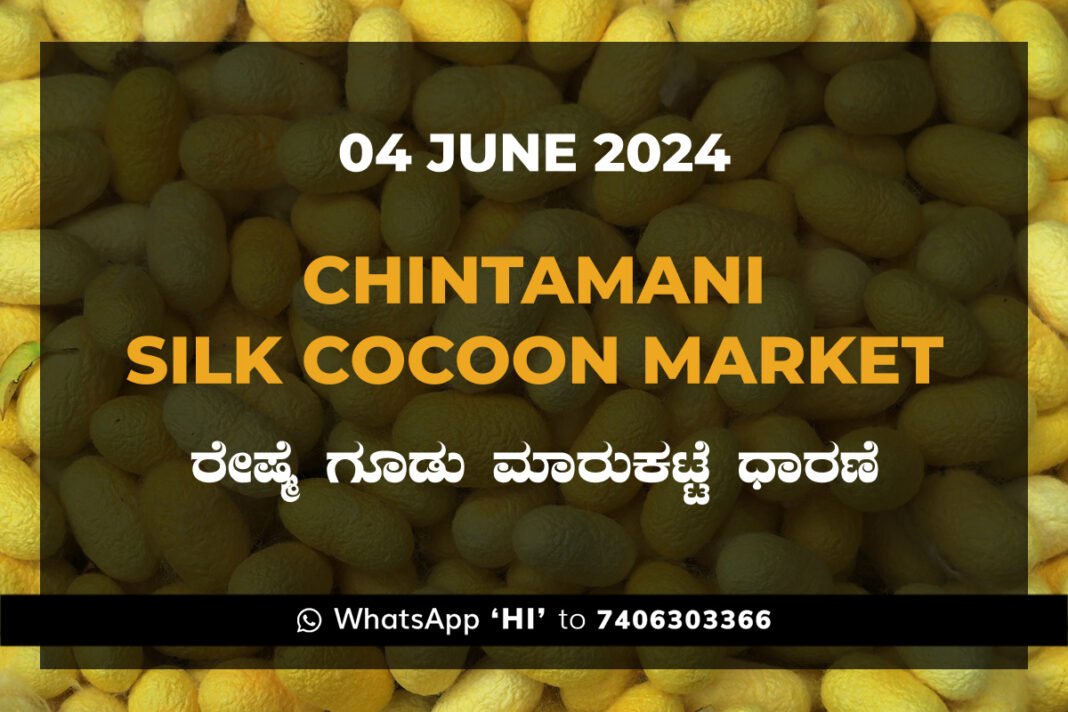 Chintamani Silk Cocoon Market ಚಿಂತಾಮಣಿ ರೇಷ್ಮೆ ಗೂಡು ಮಾರುಕಟ್ಟೆ ಧಾರಣೆ
