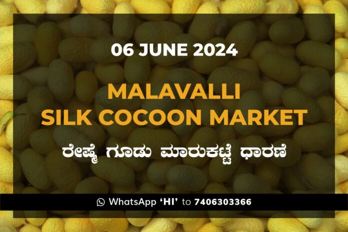 Malavalli Silk Cocoon Market Price Rate ಮಳವಳ್ಳಿ ರೇಷ್ಮೆ ಗೂಡು ಮಾರುಕಟ್ಟೆ ಧಾರಣೆ