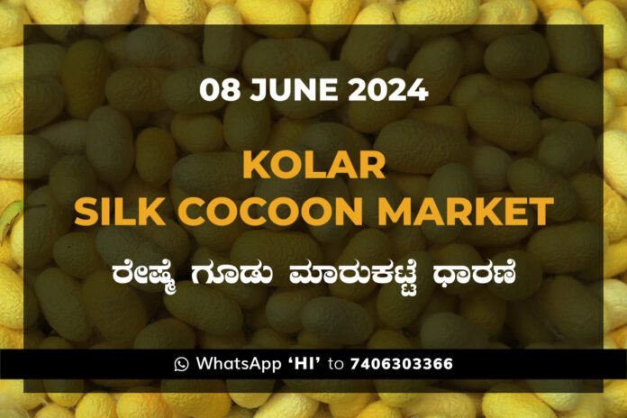 Kolar Silk Cocoon Market Price Rate ಕೋಲಾರ ರೇಷ್ಮೆ ಗೂಡು ಮಾರುಕಟ್ಟೆ ಧಾರಣೆ