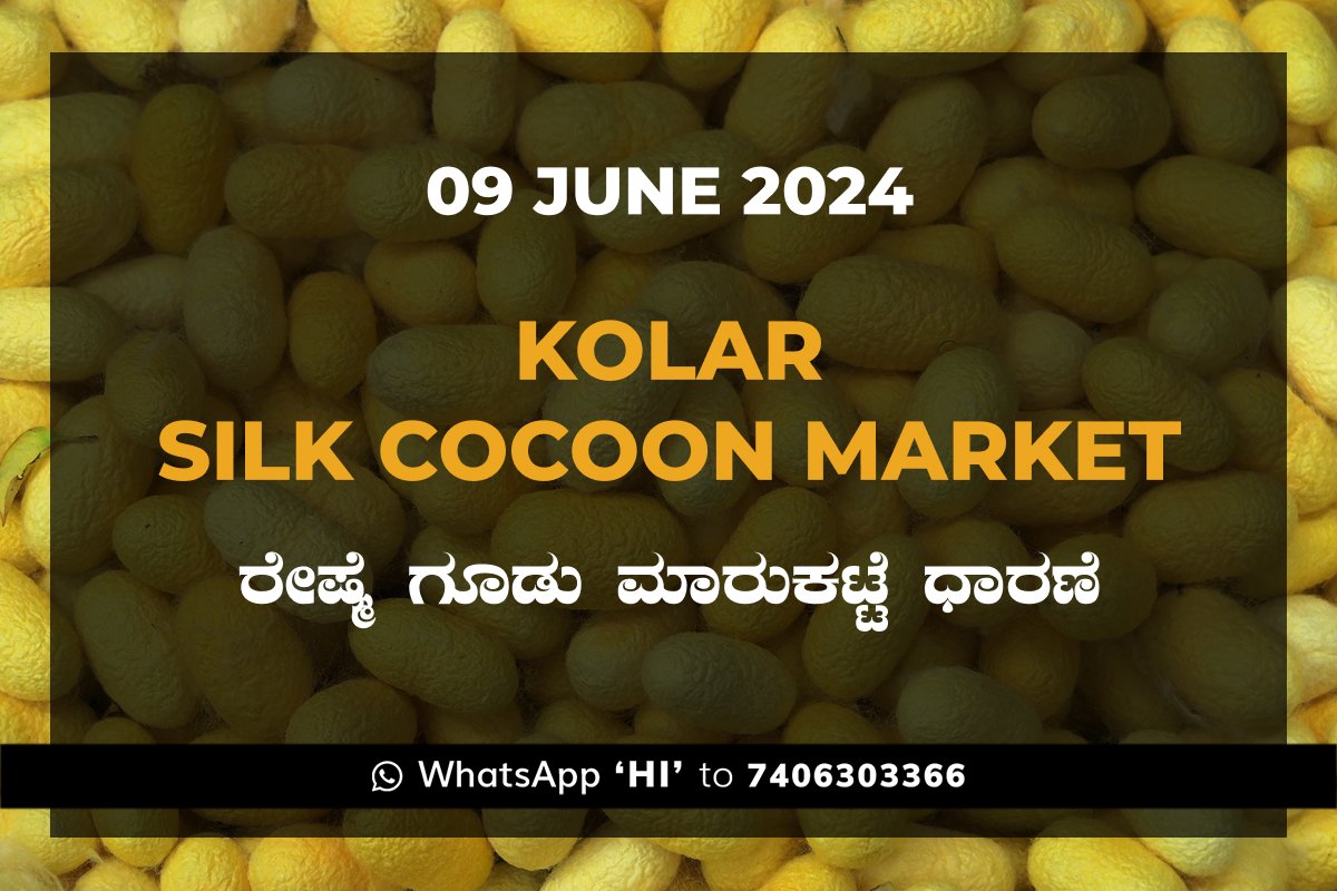 9Jun24kf Kolar Silk Cocoon Market Price Rate ಕೋಲಾರ ರೇಷ್ಮೆ ಗೂಡು ಮಾರುಕಟ್ಟೆ ಧಾರಣೆ