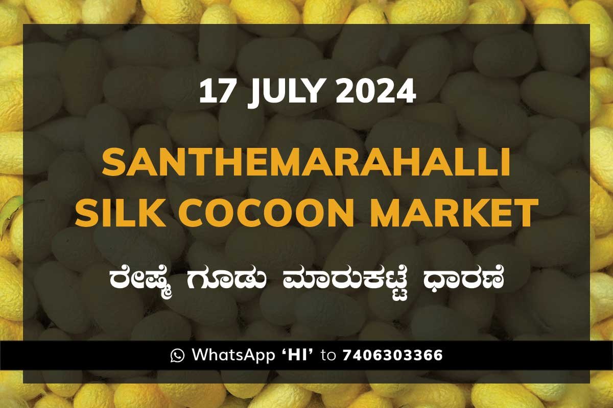 17jul24kb Silk Santhemarahalli Santemarahalli Government Cocoon Market ಸಂತೇಮರಹಳ್ಳಿ ರೇಷ್ಮೆ ಗೂಡು ಮಾರುಕಟ್ಟೆ ಧಾರಣೆ