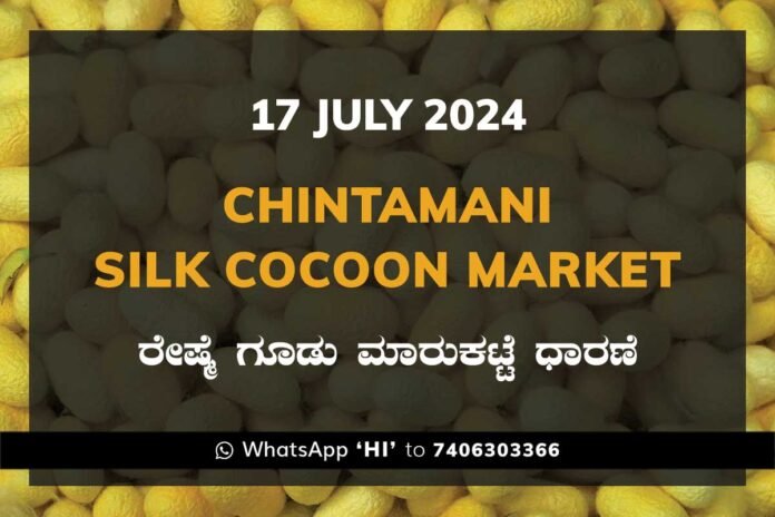 Chintamani Silk Cocoon Market ಚಿಂತಾಮಣಿ ರೇಷ್ಮೆ ಗೂಡು ಮಾರುಕಟ್ಟೆ ಧಾರಣೆ