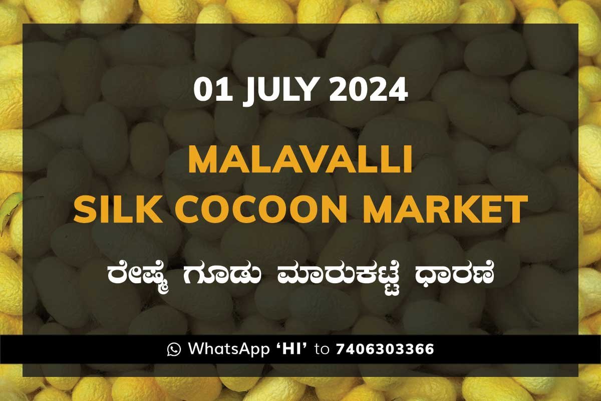 Malavalli Silk Cocoon Market Price Rate ಮಳವಳ್ಳಿ ರೇಷ್ಮೆ ಗೂಡು ಮಾರುಕಟ್ಟೆ ಧಾರಣೆ