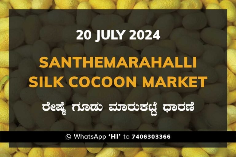 Silk Santhemarahalli Santemarahalli Government Cocoon Market ಸಂತೇಮರಹಳ್ಳಿ ರೇಷ್ಮೆ ಗೂಡು ಮಾರುಕಟ್ಟೆ ಧಾರಣೆ